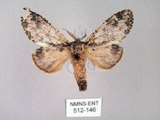 中文名:齒紋胯白舟蛾(512-146)學名:Quadricalcarifera umbrosa Matsumura, 1927(512-146)中文別名:齒紋舟蛾