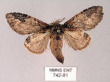 中文名:齒紋胯白舟蛾(742-81)學名:Quadricalcarifera umbrosa Matsumura, 1927(742-81)中文別名:齒紋舟蛾