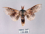 中文名:廬山蟻舟蛾(1130-868)學名:Stauropus sikkimensis lushanus(1130-868)中文別名:錫金蟻舟蛾