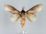中文名:廬山蟻舟蛾(1282-2719)學名:Stauropus sikkimensis lushanus(1282-2719)中文別名:錫金蟻舟蛾