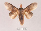 中文名:廬山蟻舟蛾(1282-2719)學名:Stauropus sikkimensis lushanus(1282-2719)中文別名:錫金蟻舟蛾