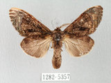 中文名:褐丸舟蛾(1282-5357)學名:Vaneeckeia pallidifascia centrobrunnea(1282-5357)