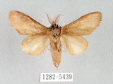 中文名:褐丸舟蛾(1282-5439)學名:Vaneeckeia pallidifascia centrobrunnea(1282-5439)