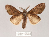 中文名:褐丸舟蛾(1282-5503)學名:Vaneeckeia pallidifascia centrobrunnea(1282-5503)