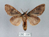 中文名:褐丸舟蛾(1282-5507)學名:Vaneeckeia pallidifascia centrobrunnea(1282-5507)