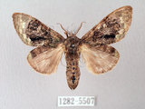 中文名:褐丸舟蛾(1282-5507)學名:Vaneeckeia pallidifascia centrobrunnea(1282-5507)