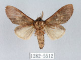 中文名:褐丸舟蛾(1282-5512)學名:Vaneeckeia pallidifascia centrobrunnea(1282-5512)
