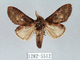 中文名:褐丸舟蛾(1282-5512)學名:Vaneeckeia pallidifascia centrobrunnea(1282-5512)