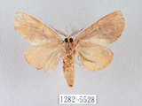 中文名:褐丸舟蛾(1282-5528)學名:Vaneeckeia pallidifascia centrobrunnea(1282-5528)