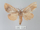 中文名:褐丸舟蛾(1282-5528)學名:Vaneeckeia pallidifascia centrobrunnea(1282-5528)