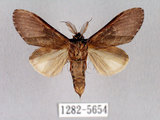 中文名:褐丸舟蛾(1282-5654)學名:Vaneeckeia pallidifascia centrobrunnea(1282-5654)