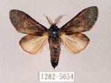 中文名:褐丸舟蛾(1282-5654)學名:Vaneeckeia pallidifascia centrobrunnea(1282-5654)