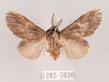 中文名:褐丸舟蛾(1282-5936)學名:Vaneeckeia pallidifascia centrobrunnea(1282-5936)