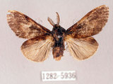 中文名:褐丸舟蛾(1282-5936)學名:Vaneeckeia pallidifascia centrobrunnea(1282-5936)