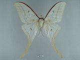 中文名:長尾水青蛾(245-22)學名:Actias selene ningpoana Felder et. al, 1862(245-22)
