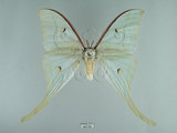 中文名:長尾水青蛾(447-65)學名:Actias selene ningpoana Felder et. al, 1862(447-65)