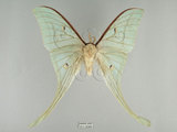 中文名:長尾水青蛾(511-2090)學名:Actias selene ningpoana Felder et. al, 1862(511-2090)