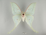 中文名:長尾水青蛾(515-1)學名:Actias selene ningpoana Felder et. al, 1862(515-1)