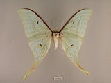 中文名:長尾水青蛾(57-254)學名:Actias selene ningpoana Felder et. al, 1862(57-254)