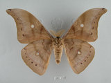 中文名:姬透目天蠶蛾(1282-179)學名:Antheraea pernyi (Guerin-Meneville, 1855)(1282-179)中文別名:柞蠶