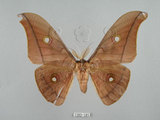 中文名:姬透目天蠶蛾(1282-185)學名:Antheraea pernyi (Guerin-Meneville, 1855)(1282-185)中文別名:柞蠶