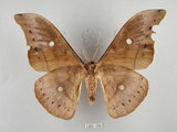 中文名:姬透目天蠶蛾(1282-190)學名:Antheraea pernyi (Guerin-Meneville, 1855)(1282-190)中文別名:柞蠶