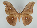 中文名:姬透目天蠶蛾(1282-190)學名:Antheraea pernyi (Guerin-Meneville, 1855)(1282-190)中文別名:柞蠶