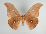 中文名:姬透目天蠶蛾(1282-263)學名:Antheraea pernyi (Guerin-Meneville, 1855)(1282-263)中文別名:柞蠶