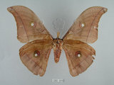 中文名:姬透目天蠶蛾(1282-309)學名:Antheraea pernyi (Guerin-Meneville, 1855)(1282-309)中文別名:柞蠶