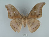 中文名:姬透目天蠶蛾(2151-541)學名:Antheraea pernyi (Guerin-Meneville, 1855)(2151-541)中文別名:柞蠶