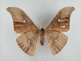中文名:姬透目天蠶蛾(2151-684)學名:Antheraea pernyi (Guerin-Meneville, 1855)(2151-684)中文別名:柞蠶