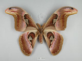 中文名:皇蛾(1282-28202)學名:Attacus atlas formosanus Villiard, 1969(1282-28202)中文別名:蛇頭蛾