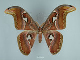中文名:皇蛾(1282-28202)學名:Attacus atlas formosanus Villiard, 1969(1282-28202)中文別名:蛇頭蛾