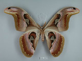 中文名:皇蛾(1282-30376)學名:Attacus atlas formosanus Villiard, 1969(1282-30376)中文別名:蛇頭蛾