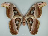 中文名:皇蛾(1282-30404)學名:Attacus atlas formosanus Villiard, 1969(1282-30404)中文別名:蛇頭蛾