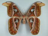 中文名:皇蛾(1282-30404)學名:Attacus atlas formosanus Villiard, 1969(1282-30404)中文別名:蛇頭蛾