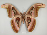 中文名:皇蛾(1282-30486)學名:Attacus atlas formosanus Villiard, 1969(1282-30486)中文別名:蛇頭蛾