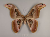 中文名:皇蛾(1282-30598)學名:Attacus atlas formosanus Villiard, 1969(1282-30598)中文別名:蛇頭蛾