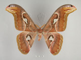中文名:皇蛾(1282-30598)學名:Attacus atlas formosanus Villiard, 1969(1282-30598)中文別名:蛇頭蛾