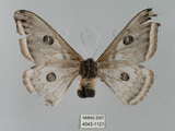 中文名:四黑目天蠶蛾(4043-1121)學名:Eriogyna pyretorum pearsoni Watson, 1911(4043-1121)