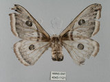中文名:四黑目天蠶蛾(4043-1121)學名:Eriogyna pyretorum pearsoni Watson, 1911(4043-1121)