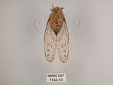 中文名:小暮蟬(1143-10)學名:Tanna viridis Kato, 1925(1143-10)中文別名:埔里新螗蟬