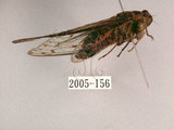 中文名:小暮蟬(2005-156)學名:Tanna viridis Kato, 1925(2005-156)中文別名:埔里新螗蟬