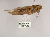 中文名:小暮蟬(2122-64)學名:Tanna viridis Kato, 1925(2122-64)中文別名:埔里新螗蟬