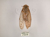 中文名:小暮蟬(2122-64)學名:Tanna viridis Kato, 1925(2122-64)中文別名:埔里新螗蟬