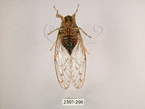 中文名:小暮蟬(2397-296)學名:Tanna viridis Kato, 1925(2397-296)中文別名:埔里新螗蟬