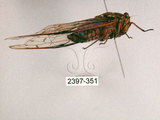 中文名:小暮蟬(2397-351)學名:Tanna viridis Kato, 1925(2397-351)中文別名:埔里新螗蟬