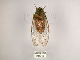 中文名:小暮蟬(246-12)學名:Tanna viridis Kato, 1925(246-12)中文別名:埔里新螗蟬