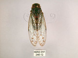 中文名:小暮蟬(246-12)學名:Tanna viridis Kato, 1925(246-12)中文別名:埔里新螗蟬