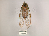 中文名:小暮蟬(246-13)學名:Tanna viridis Kato, 1925(246-13)中文別名:埔里新螗蟬
